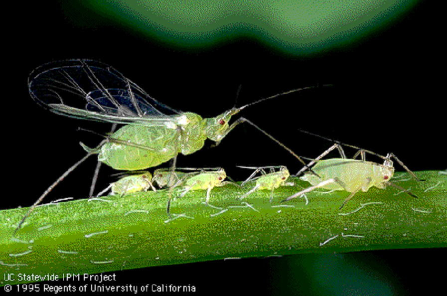 Pea Aphid nymphs and adults